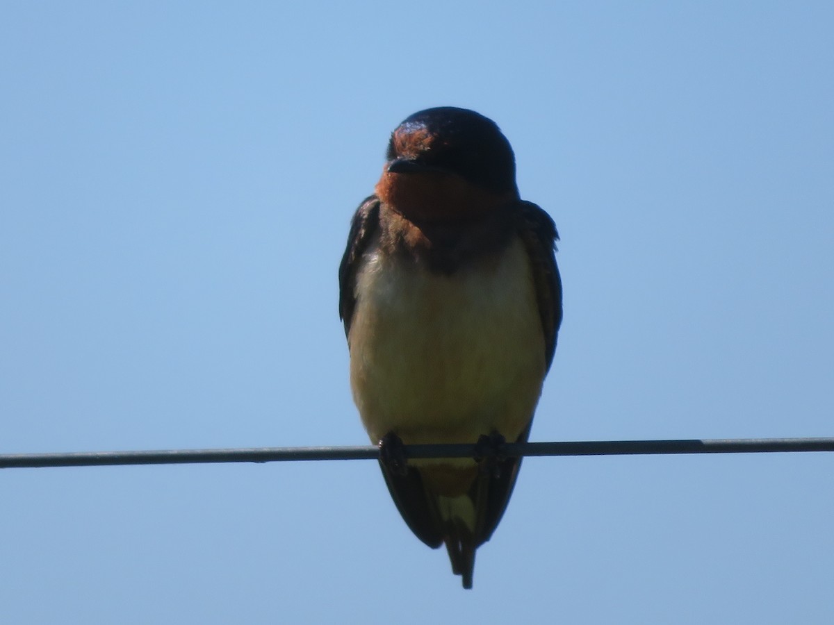 Golondrina Común - ML620228901