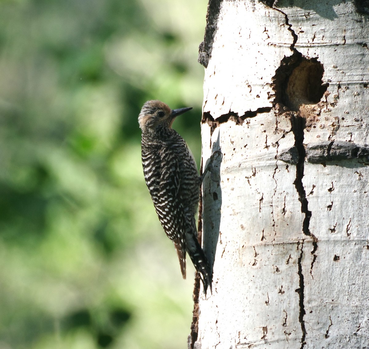 Williamson's Sapsucker - ML620228903