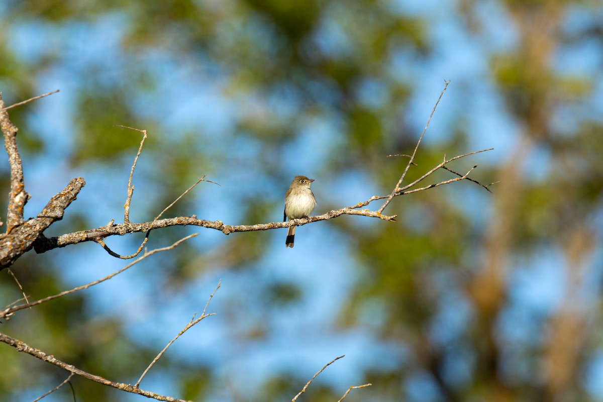 Least Flycatcher - ML620228907