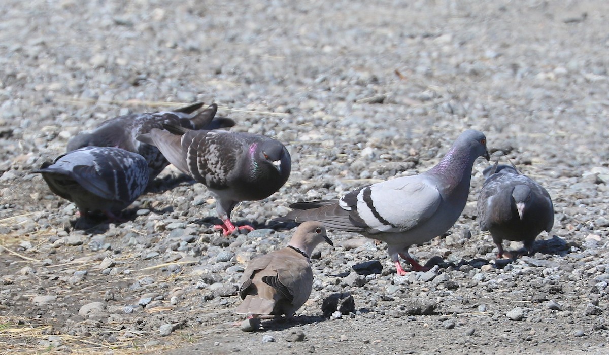 Eurasian Collared-Dove - ML620228911