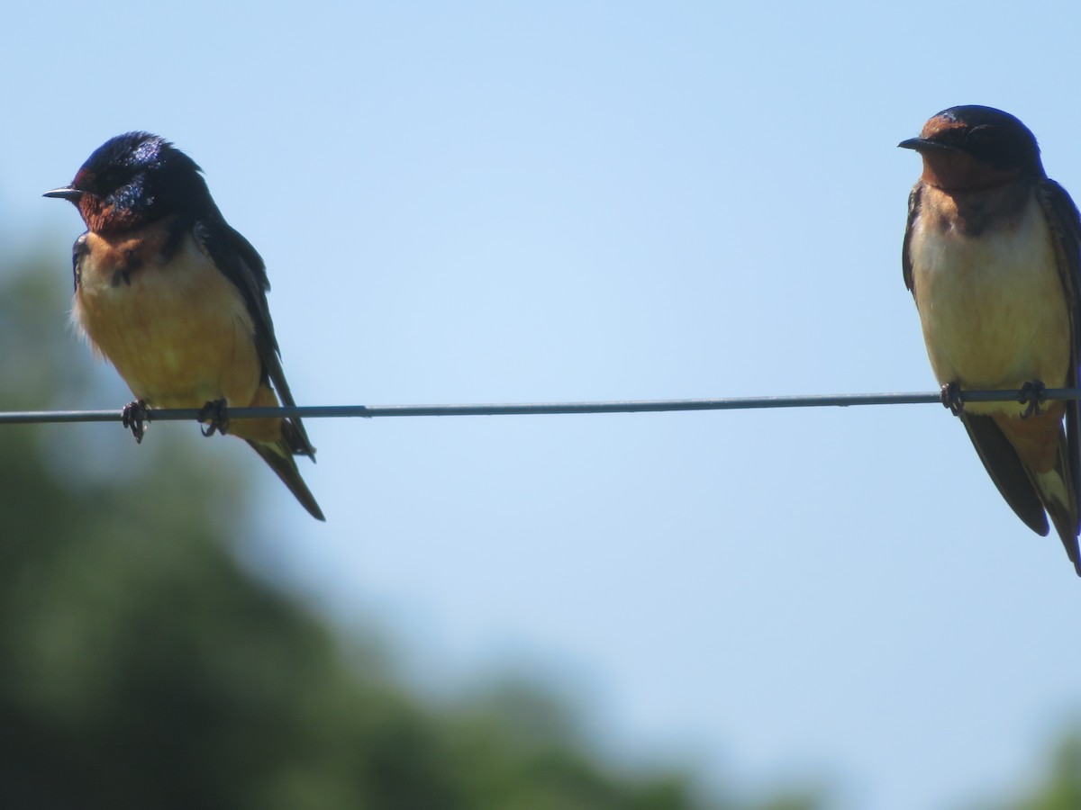 Barn Swallow - ML620228916