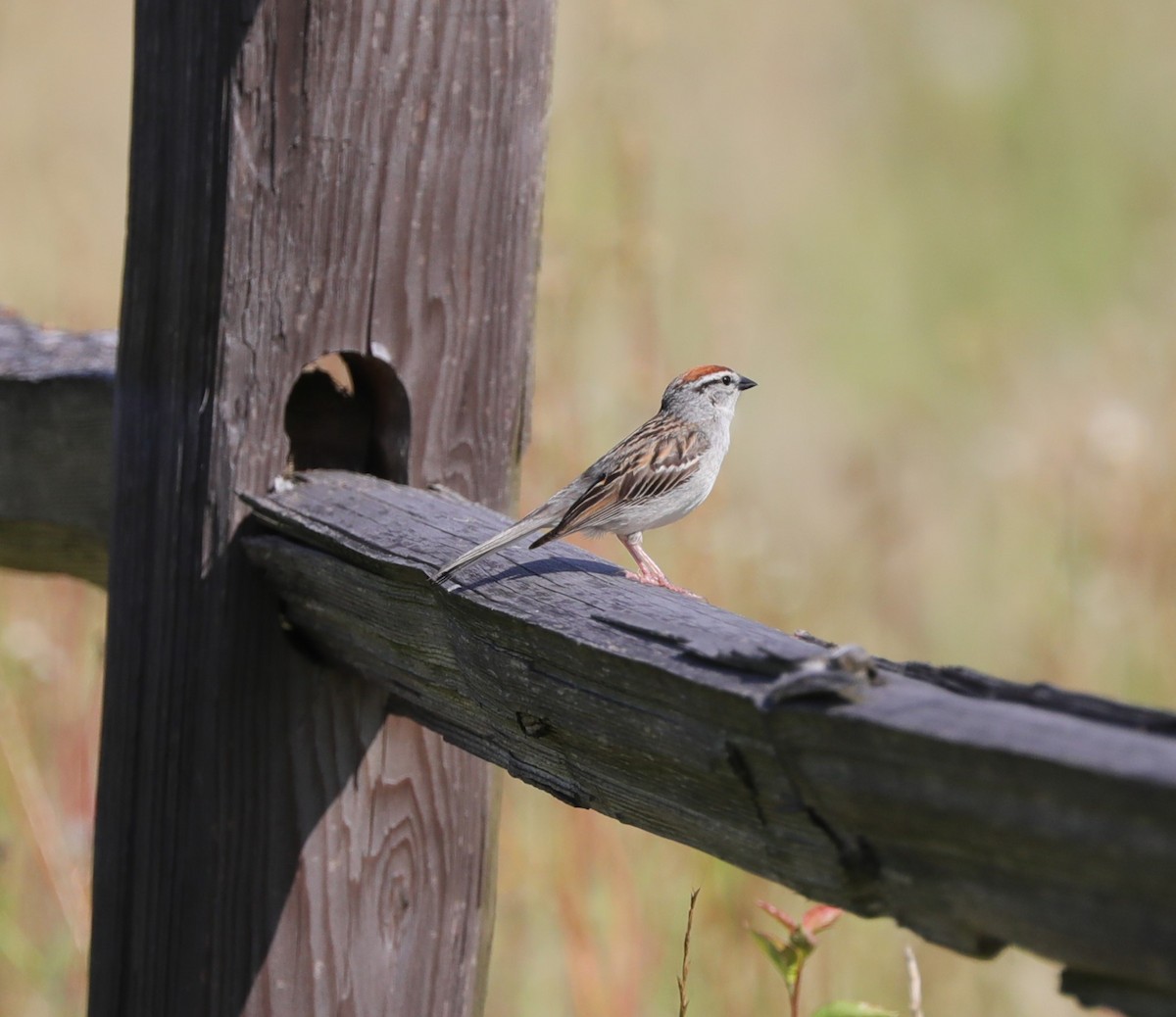Chipping Sparrow - ML620228918