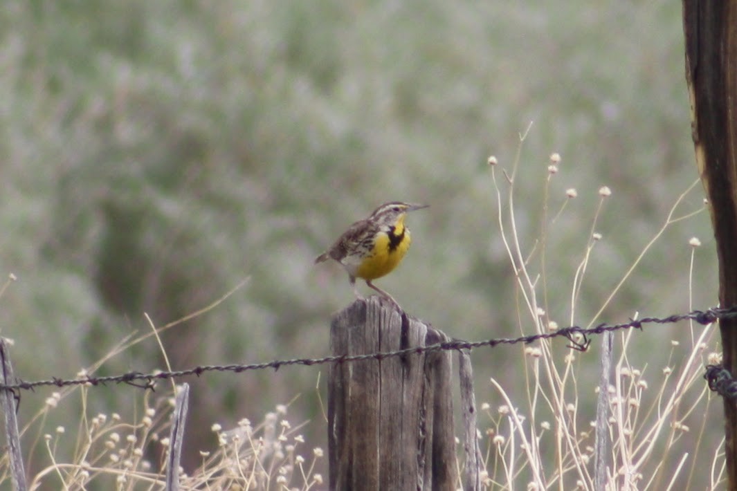 Western Meadowlark - ML620228920