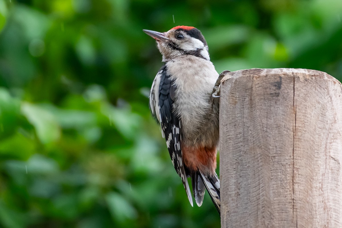 Great Spotted Woodpecker (Great Spotted) - ML620228921