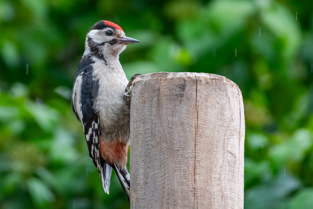 Great Spotted Woodpecker (Great Spotted) - ML620228922