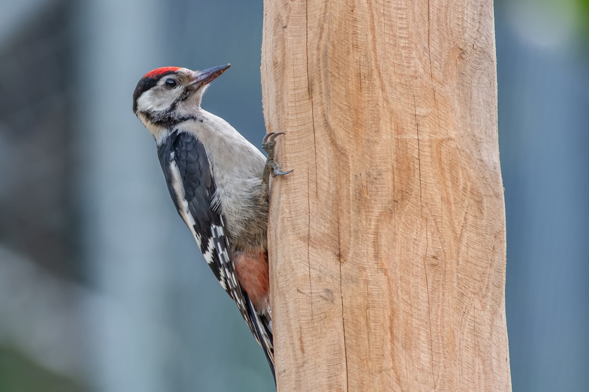 Great Spotted Woodpecker (Great Spotted) - ML620228923