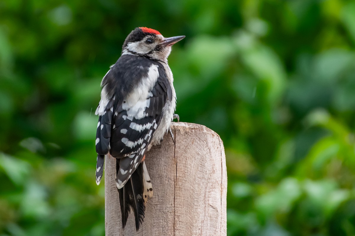 Great Spotted Woodpecker (Great Spotted) - ML620228924
