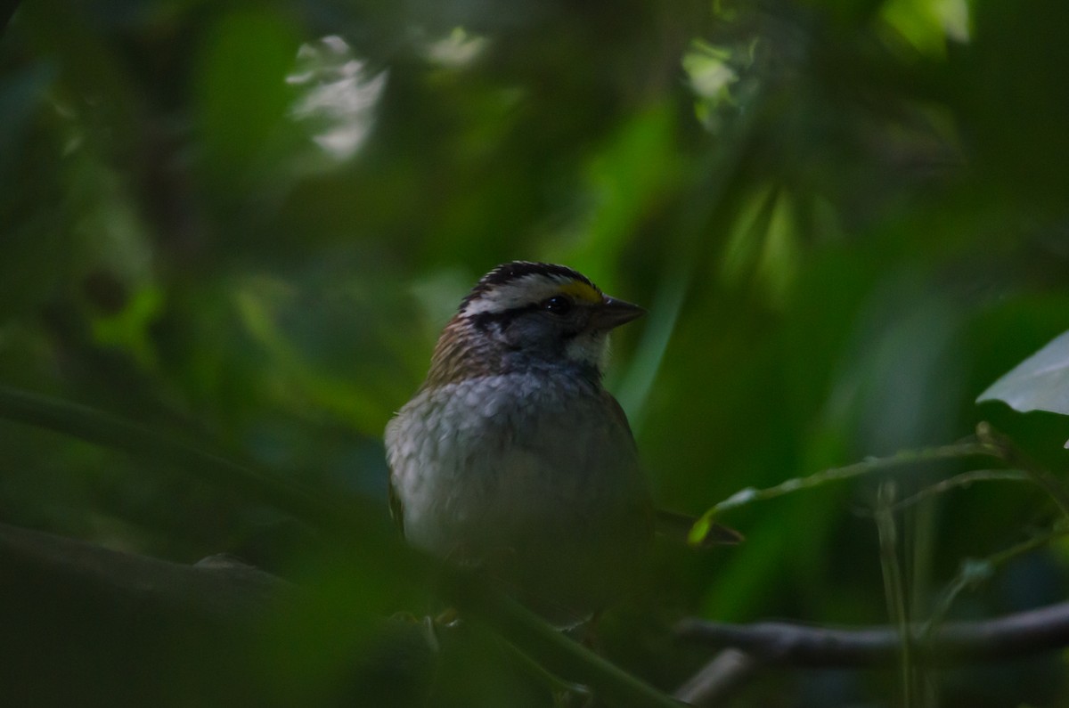 White-throated Sparrow - ML620228927