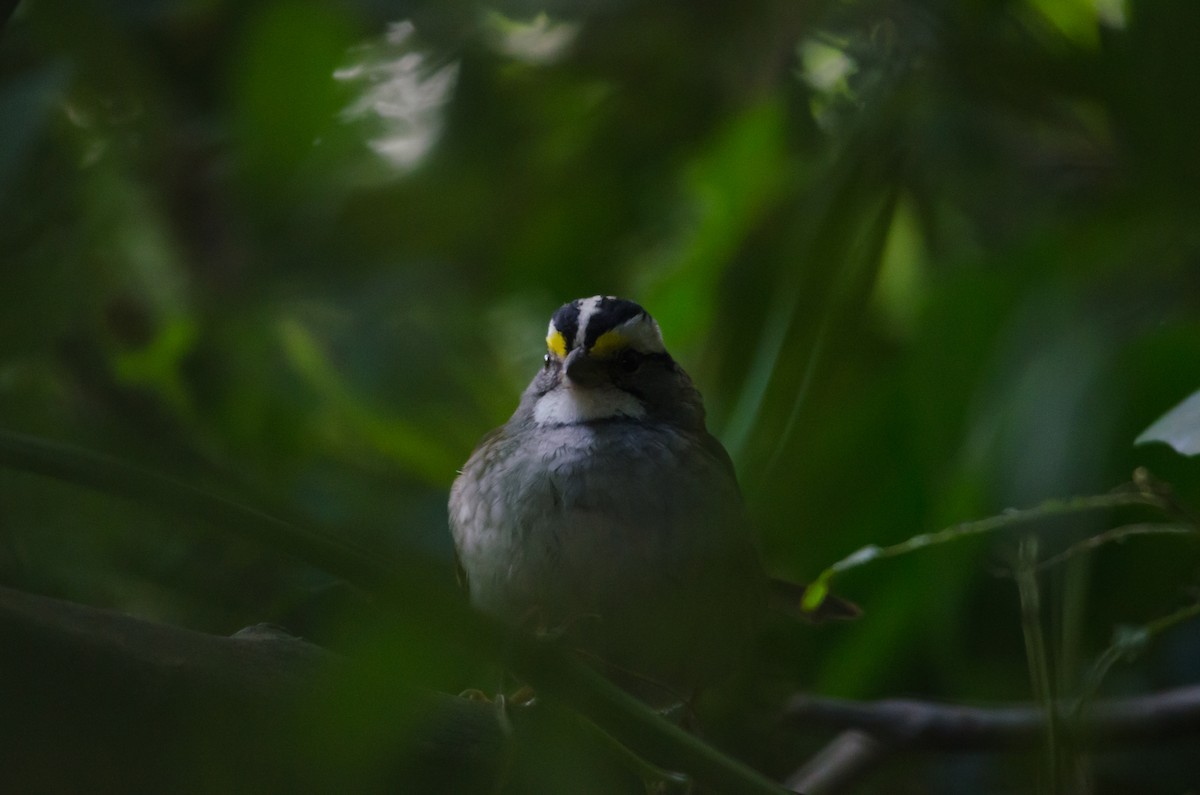 White-throated Sparrow - ML620228928