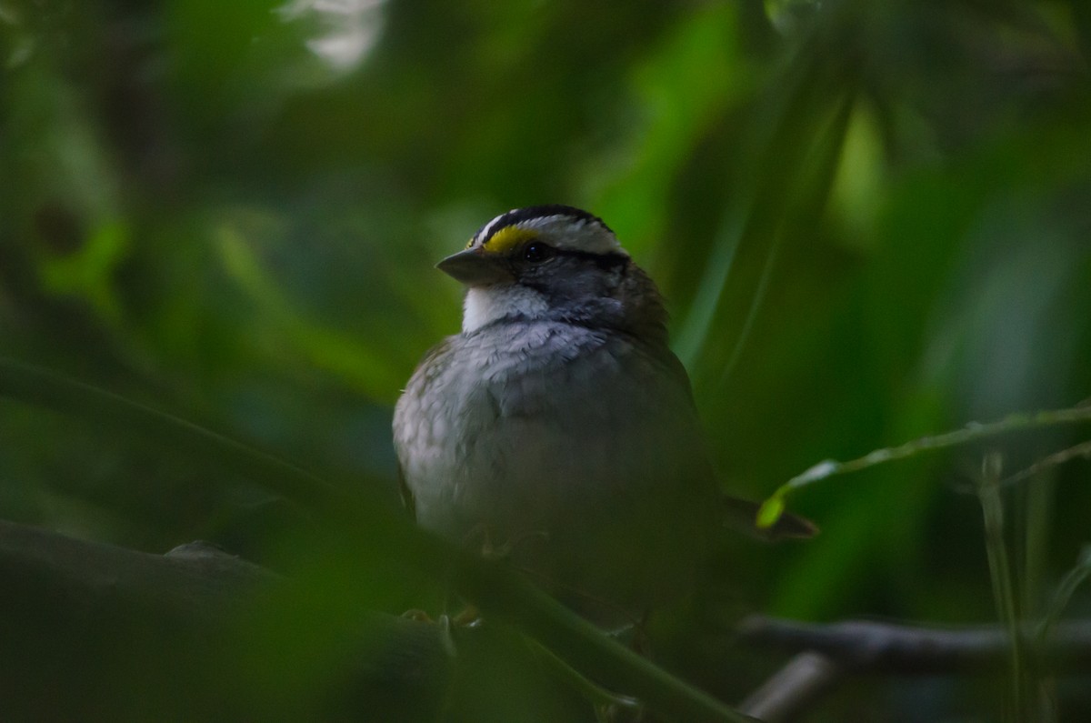 White-throated Sparrow - ML620228929