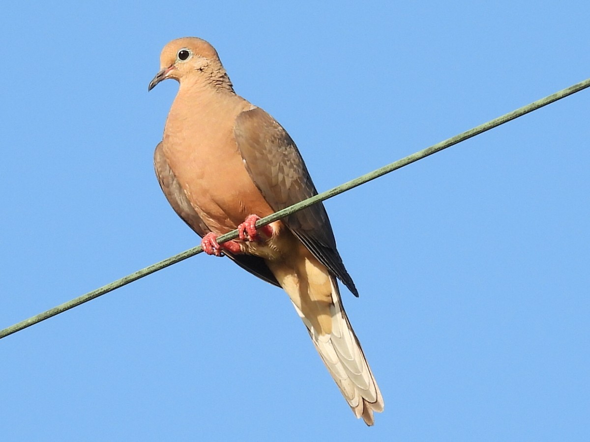 Mourning Dove - ML620228930