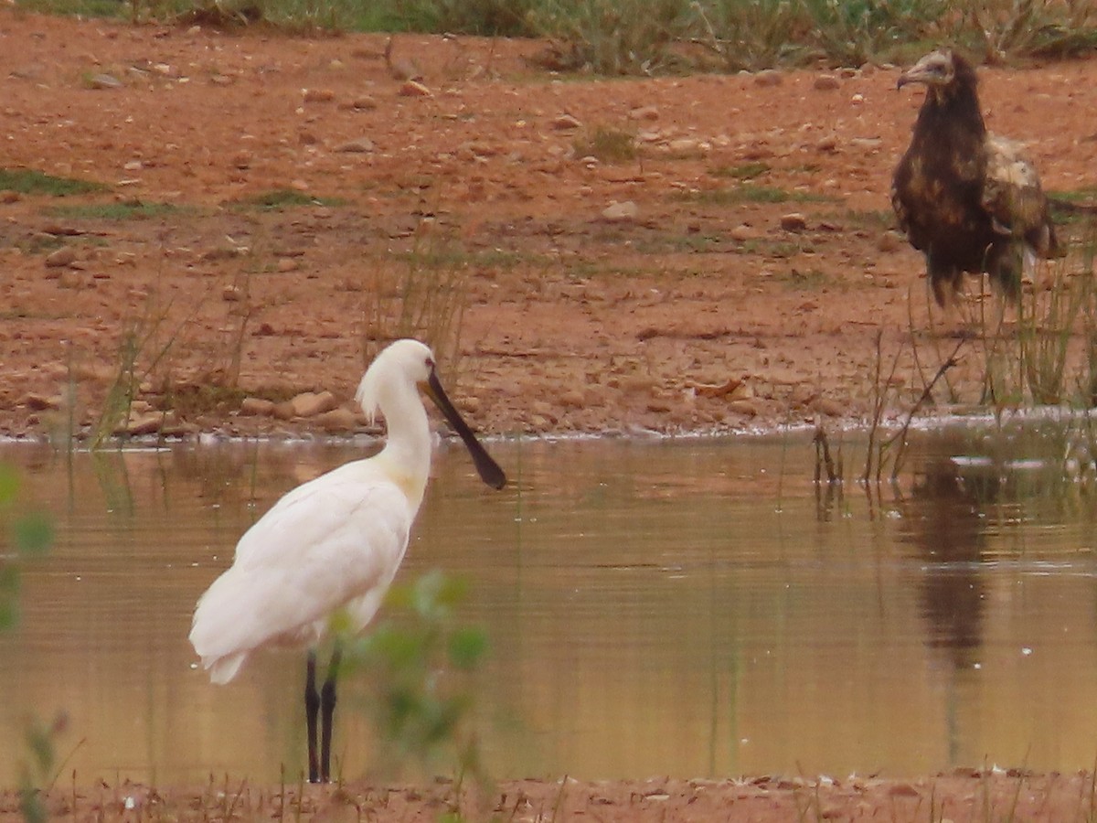 Eurasian Spoonbill - ML620228939