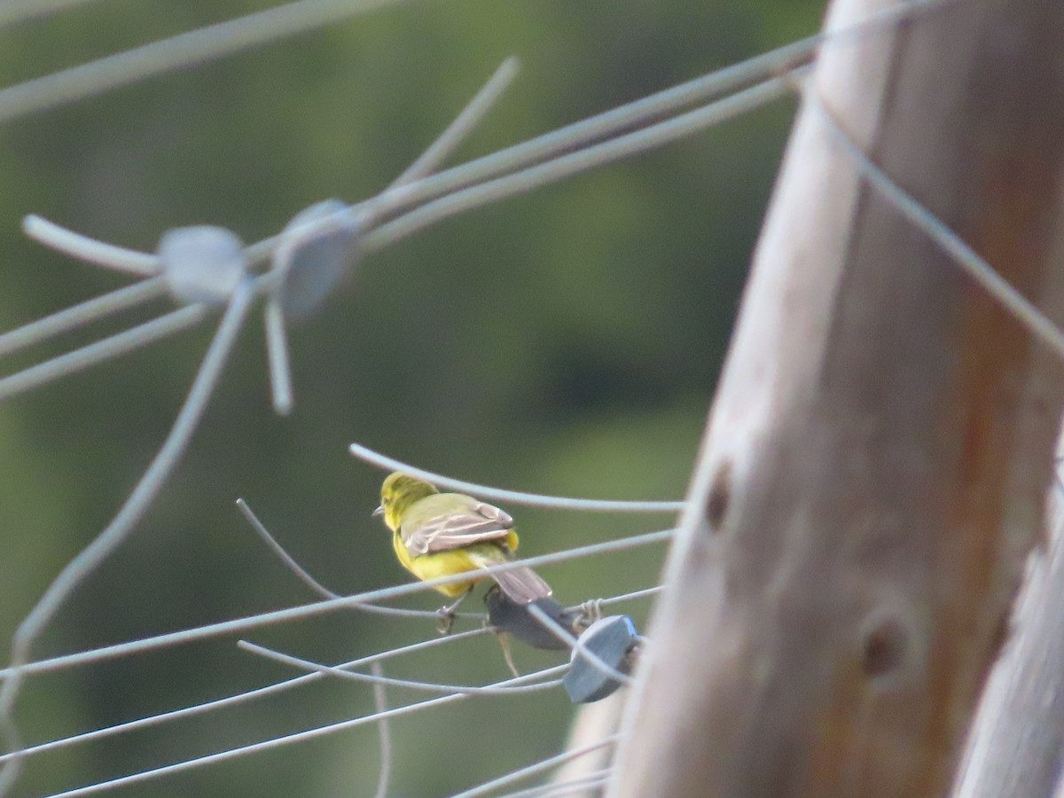 Western Yellow Wagtail (flavissima) - ML620228941