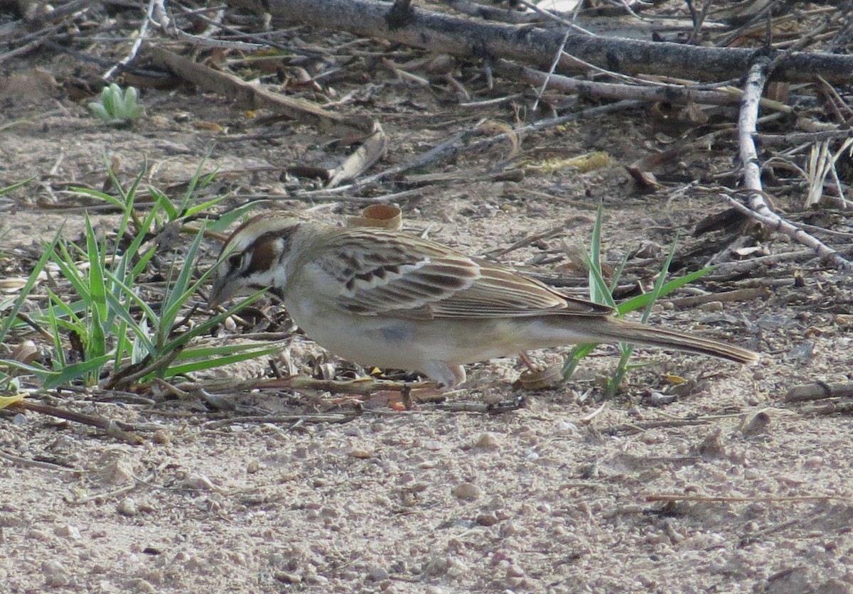 Lark Sparrow - ML620228942