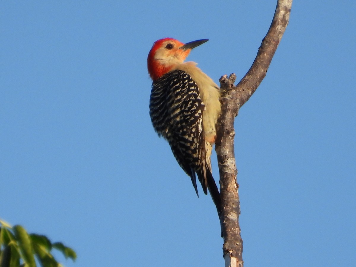 Red-bellied Woodpecker - ML620228943