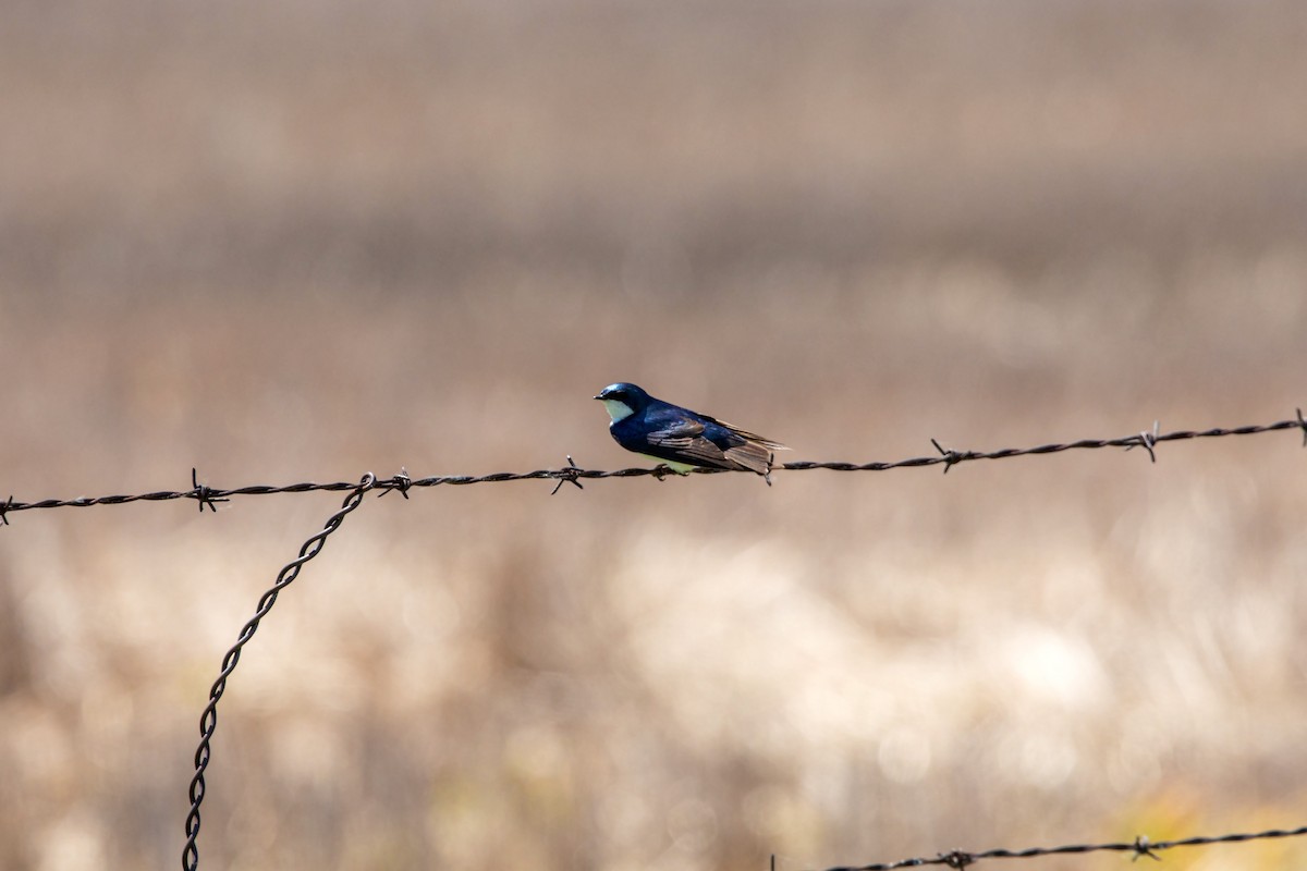 Golondrina Bicolor - ML620228944