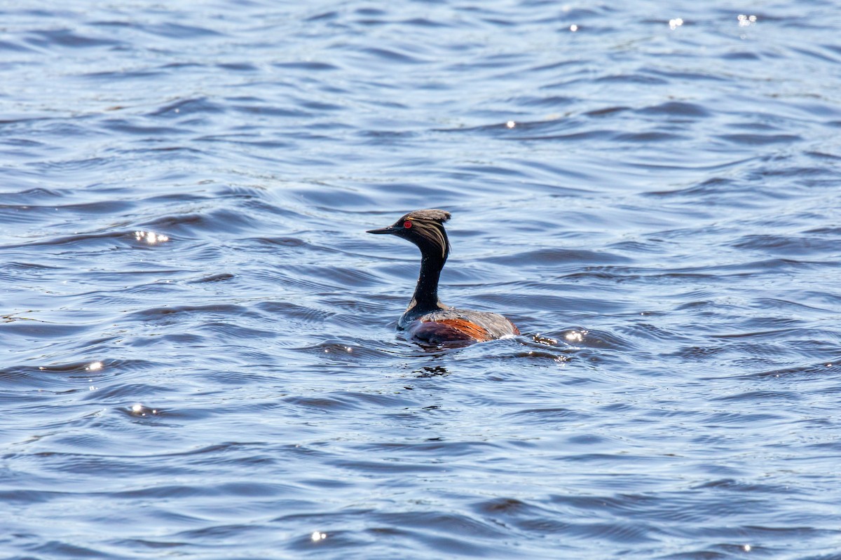 Eared Grebe - ML620228946