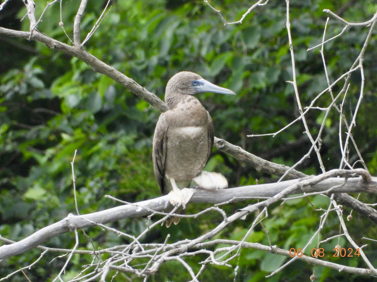 Brown Booby - ML620228948