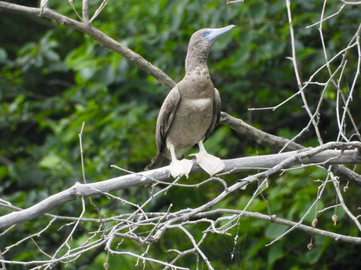 Brown Booby - ML620228950