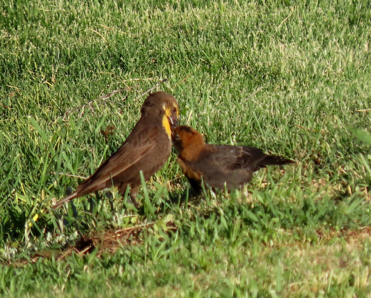 Yellow-headed Blackbird - ML620228952