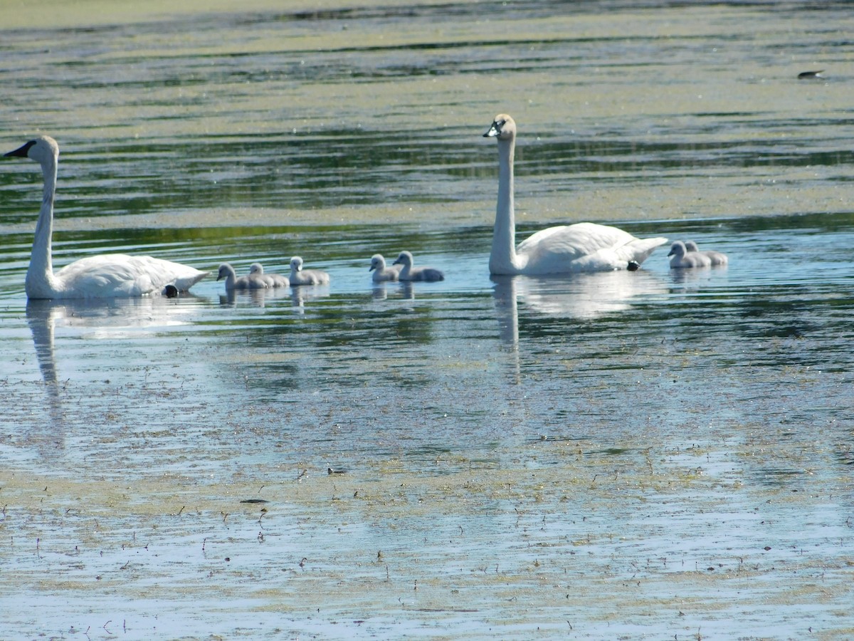 Cisne Trompetero - ML620228964