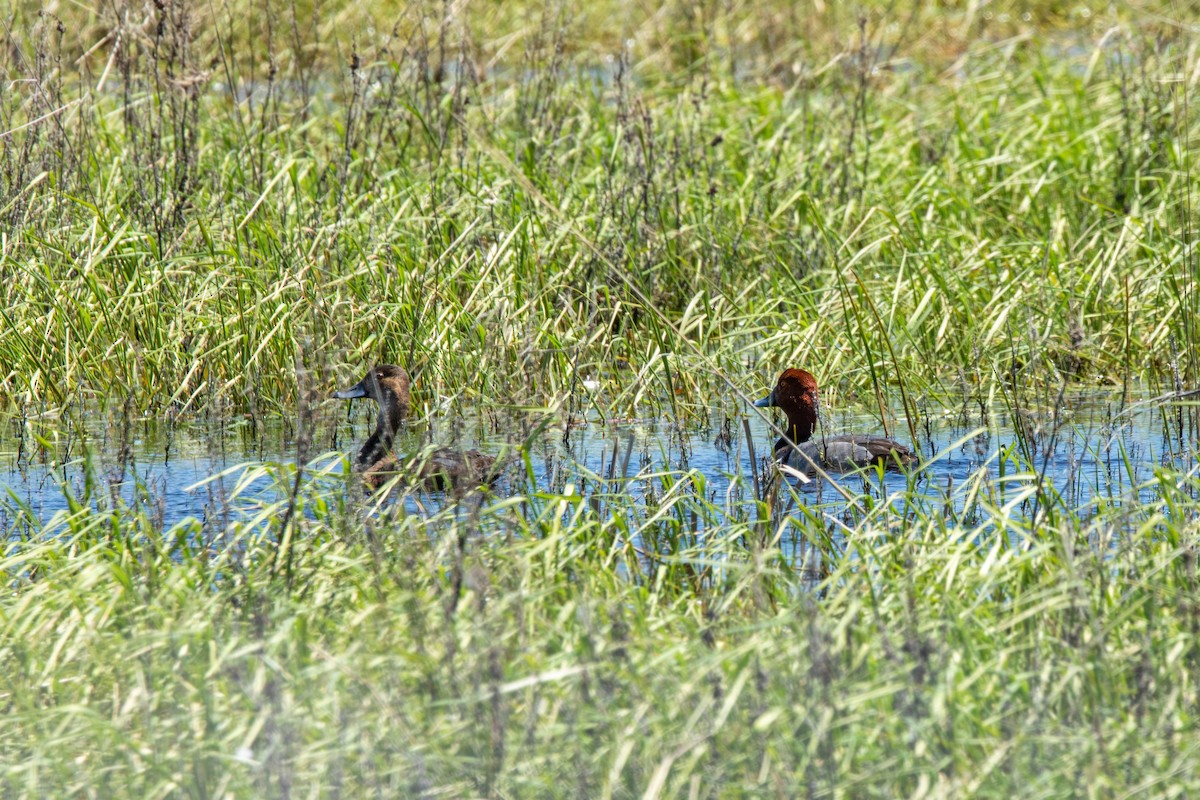 Fuligule à tête rouge - ML620228966