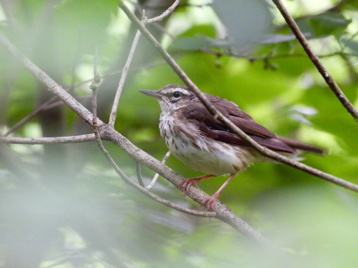 Louisiana Waterthrush - ML620228974