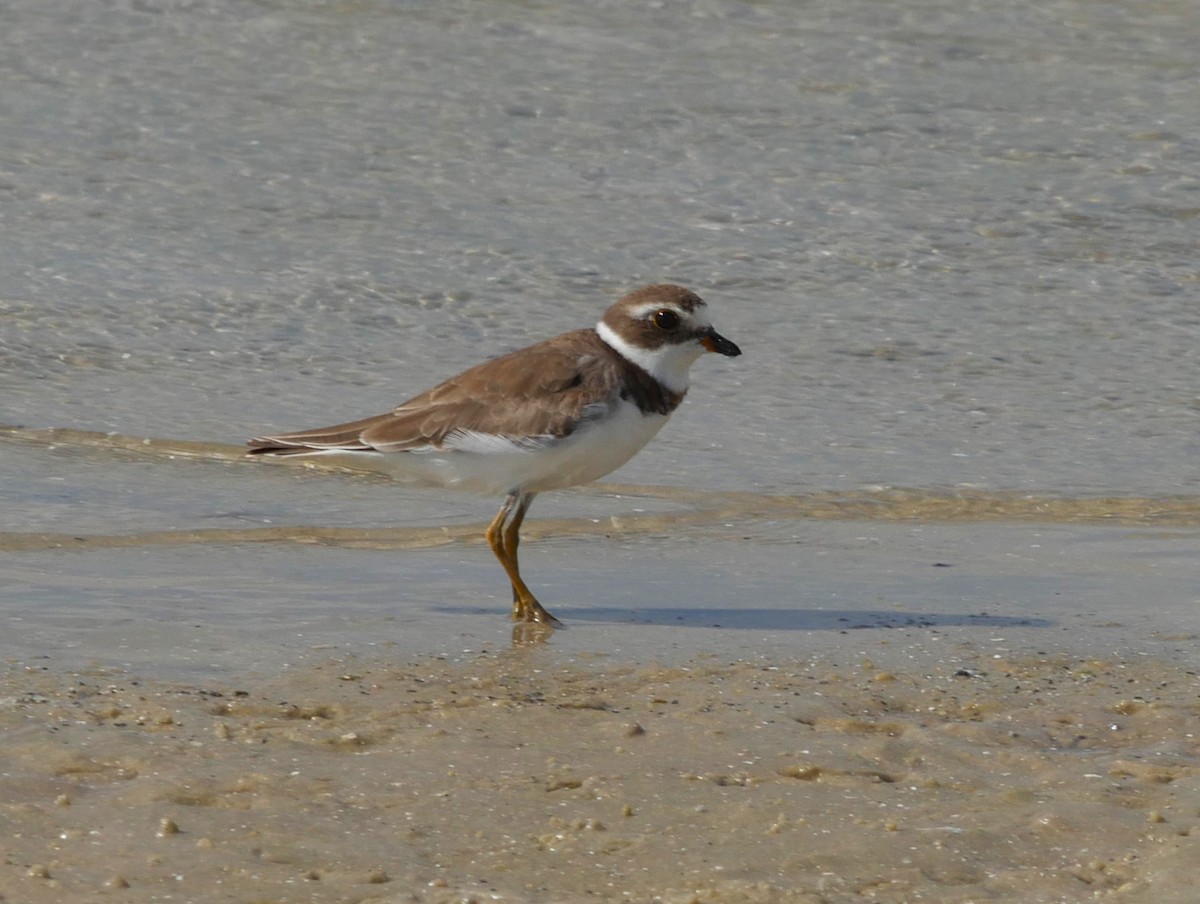 Semipalmated Plover - ML620228976