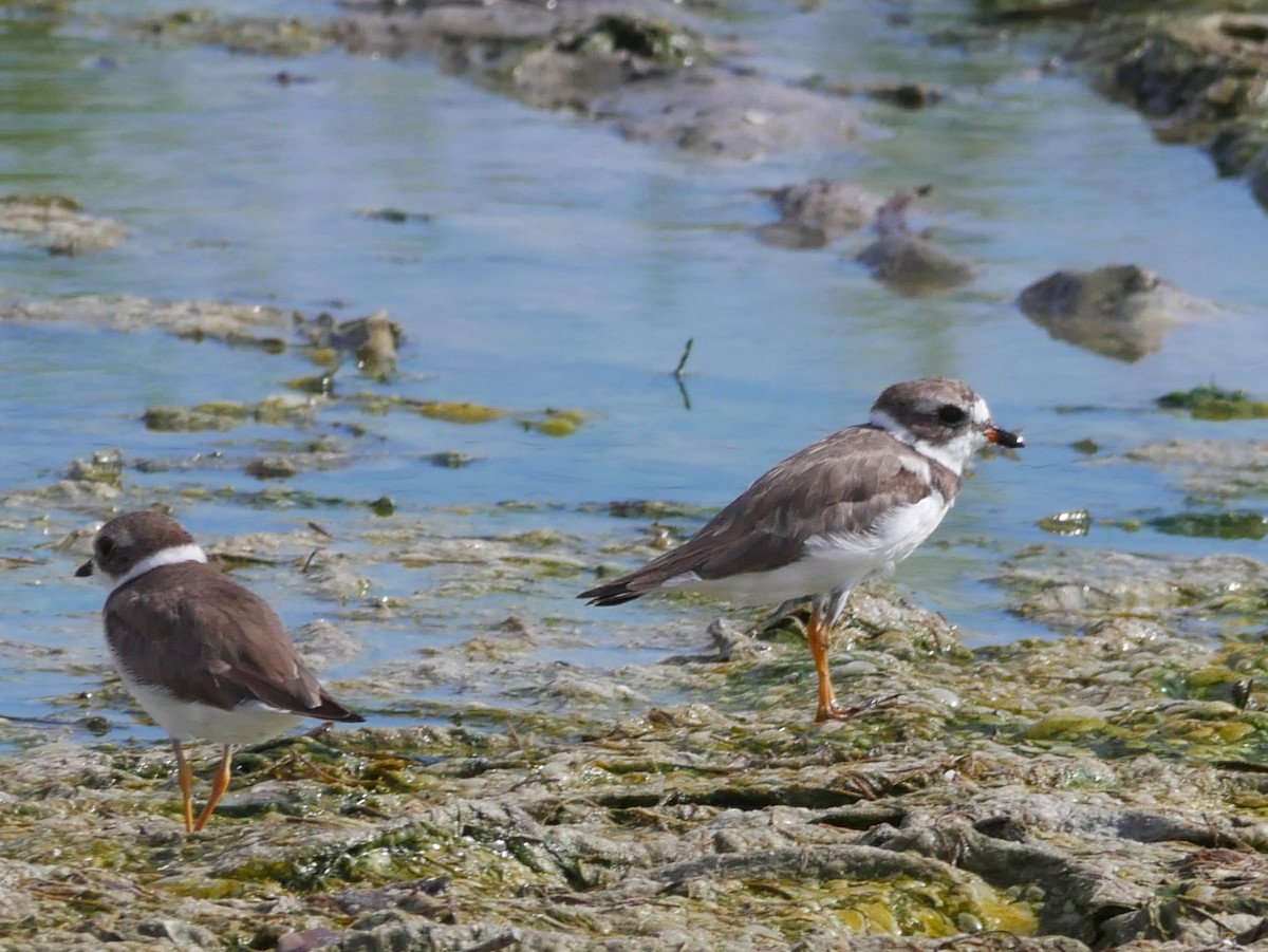 Semipalmated Plover - ML620228978