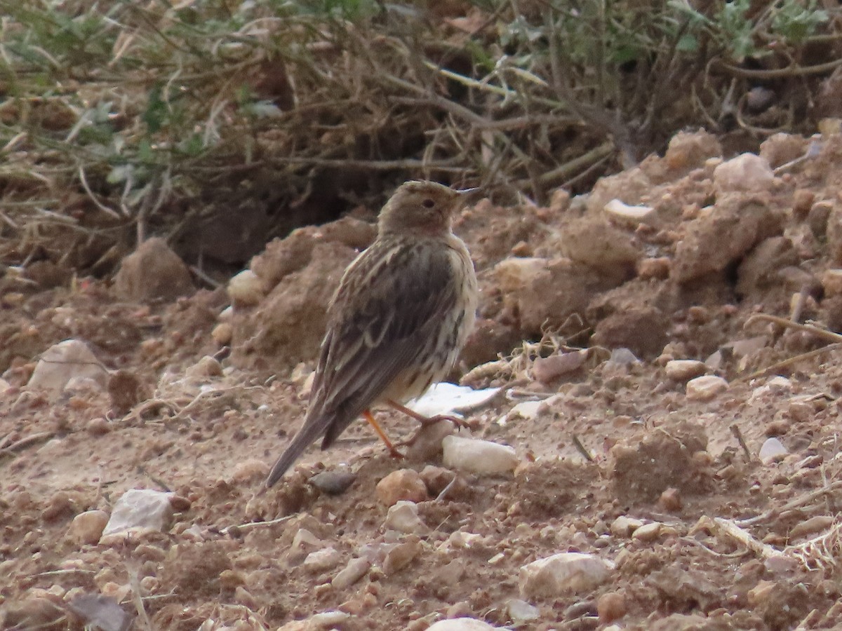 Red-throated Pipit - ML620228992