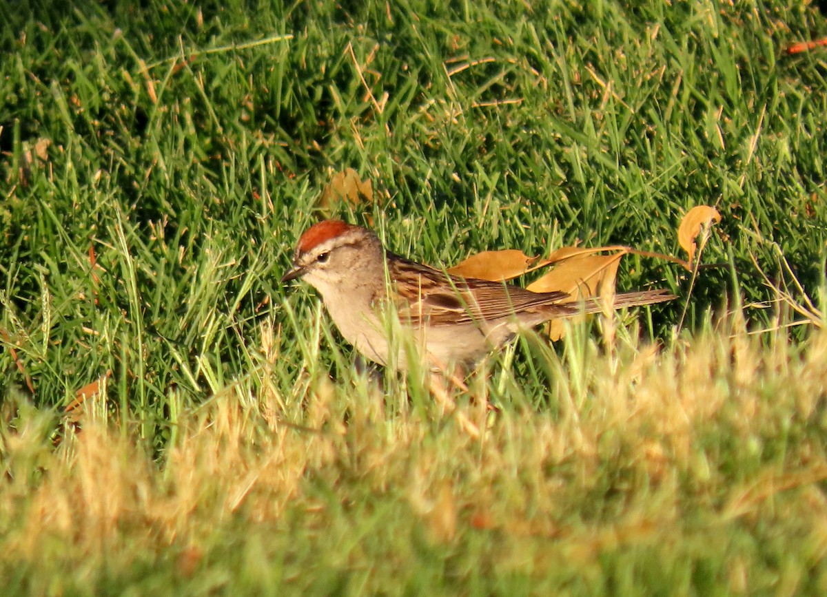 Chipping Sparrow - ML620228997