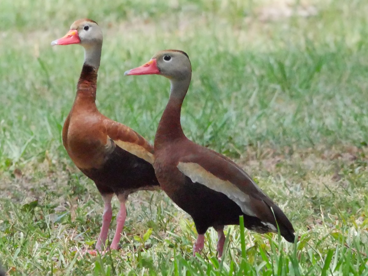 Black-bellied Whistling-Duck - ML620228999