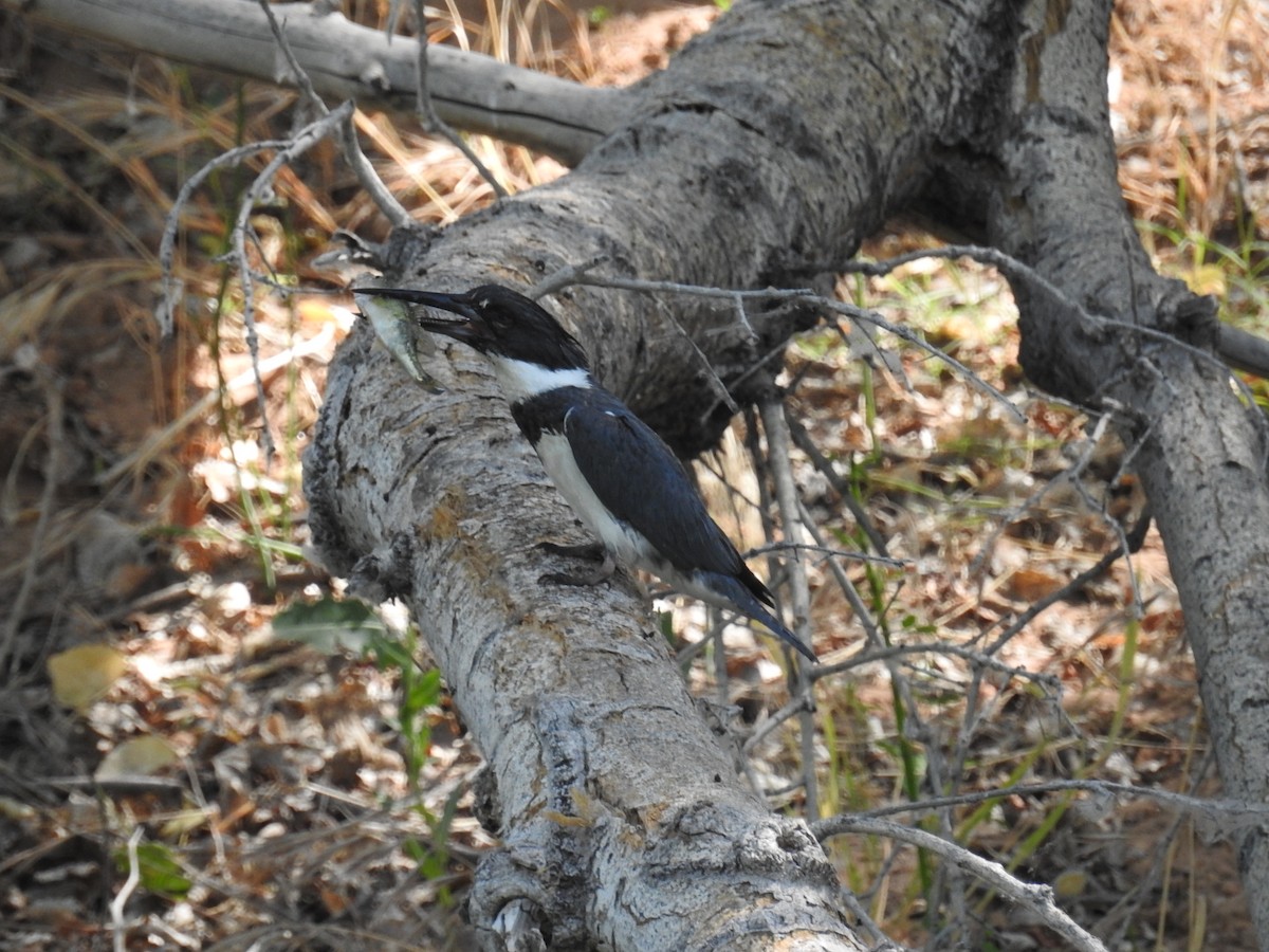 Belted Kingfisher - ML620229006