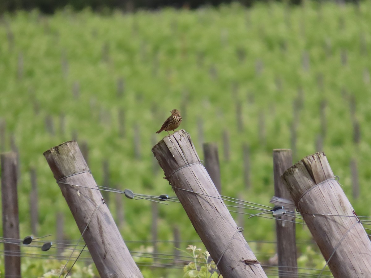 Red-throated Pipit - ML620229008