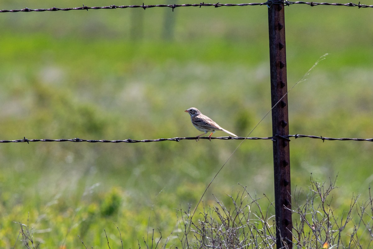 Vesper Sparrow - ML620229009