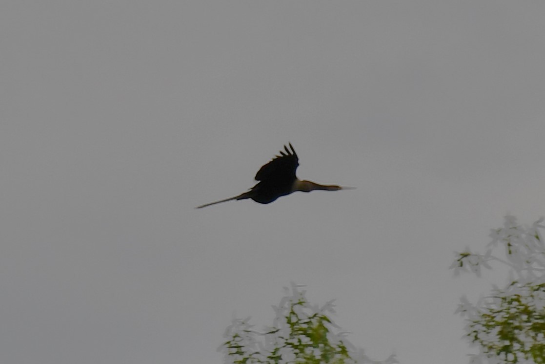 Anhinga - Carmen Ricer