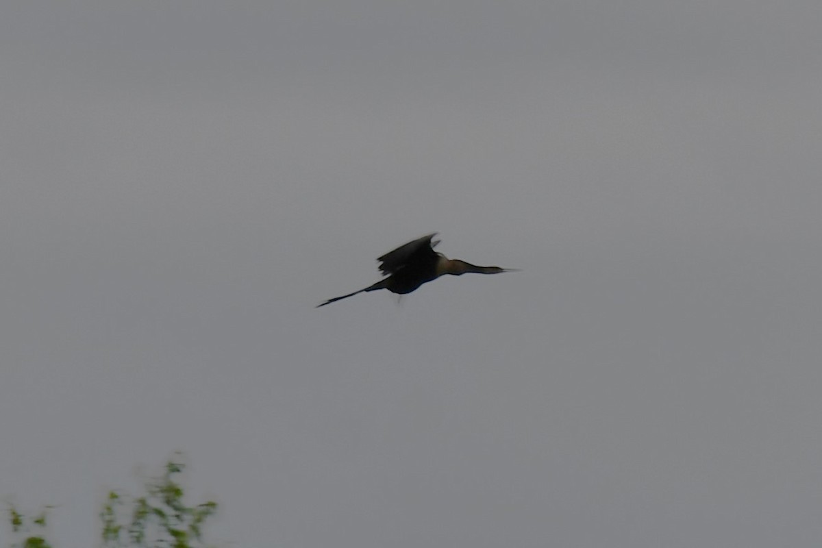 anhinga americká - ML620229013