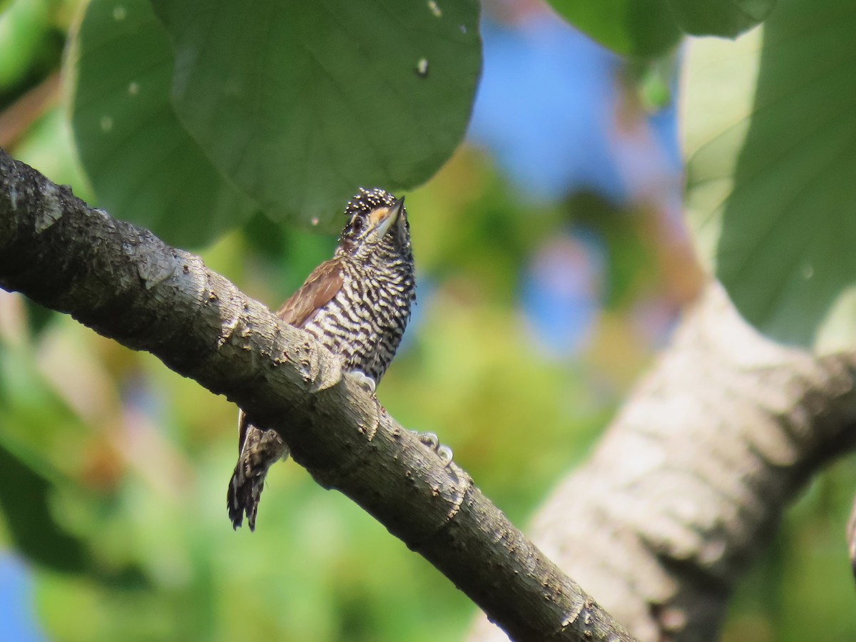 White-barred Piculet - ML620229014