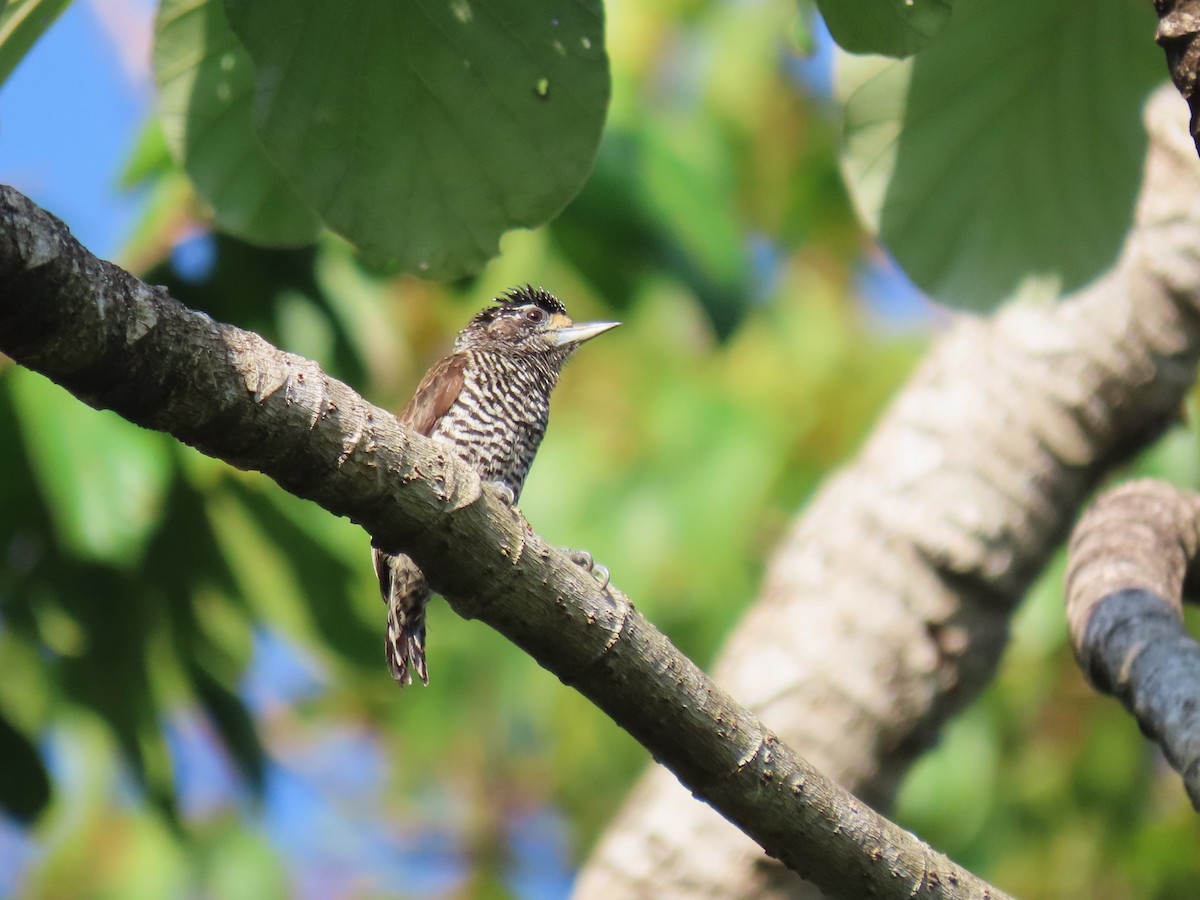 White-barred Piculet - ML620229015