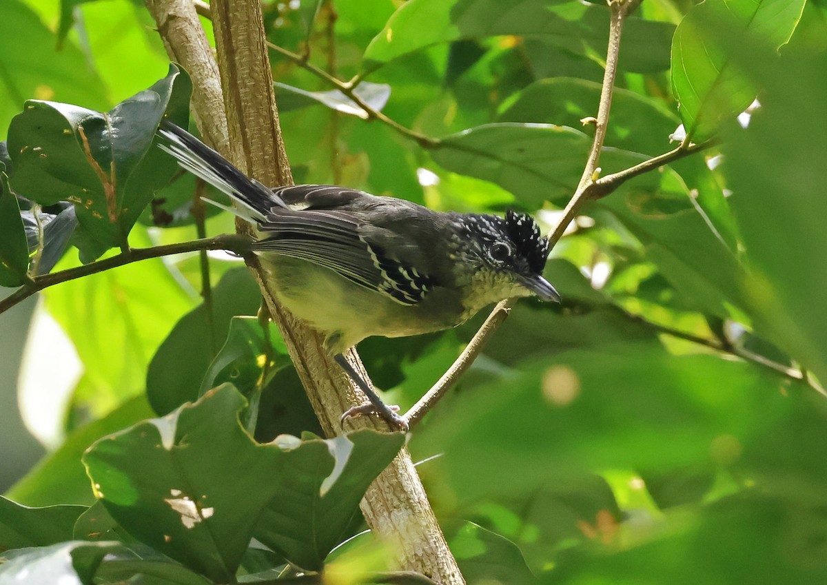 Yellow-breasted Antwren - ML620229016