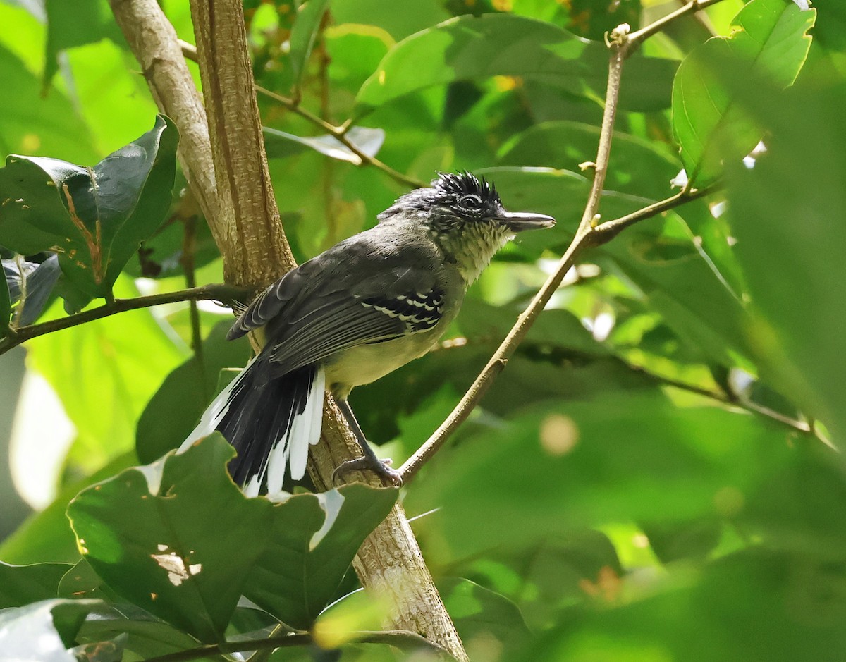 Yellow-breasted Antwren - ML620229017