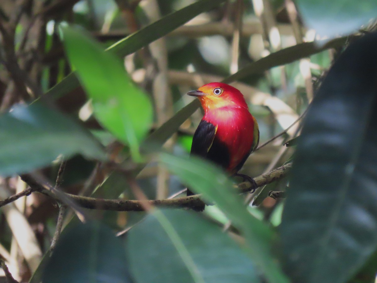 Crimson-hooded Manakin - ML620229019