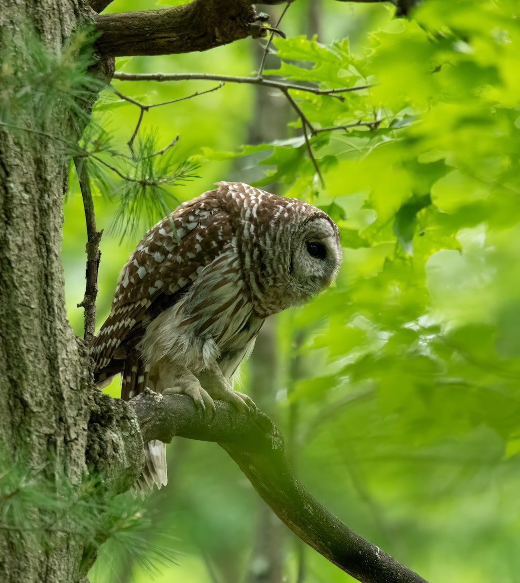 Barred Owl - ML620229022