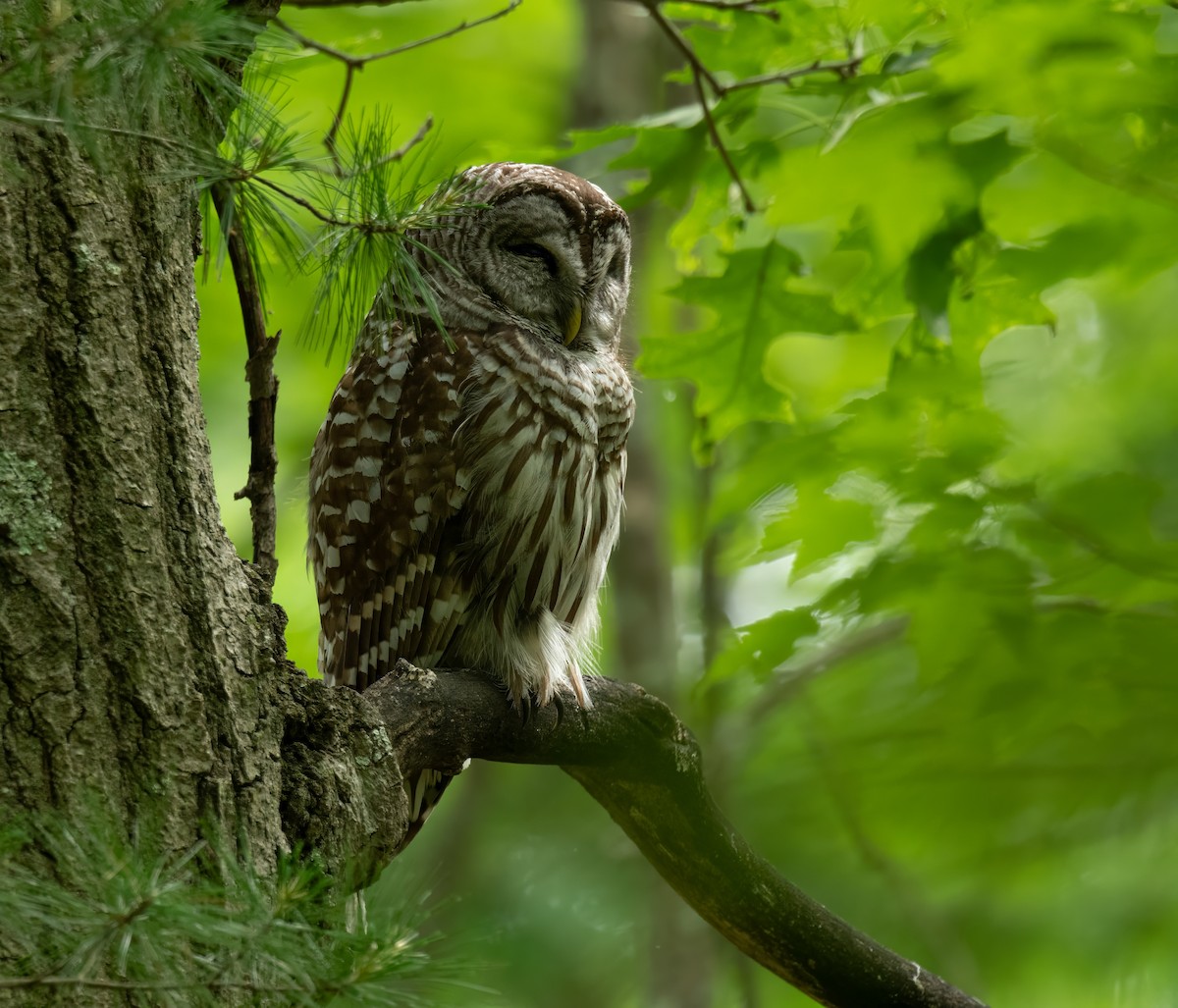 Barred Owl - ML620229023