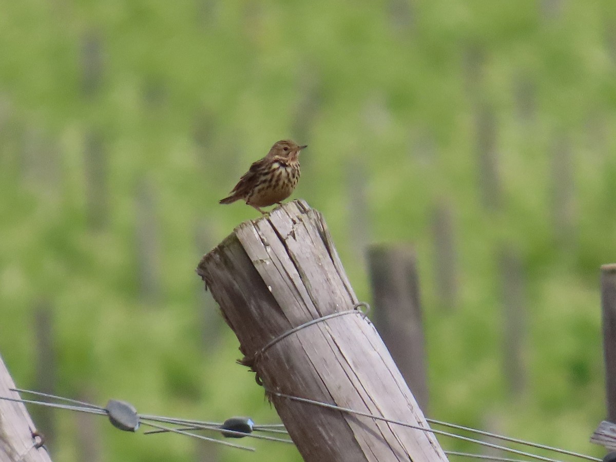 Red-throated Pipit - ML620229033