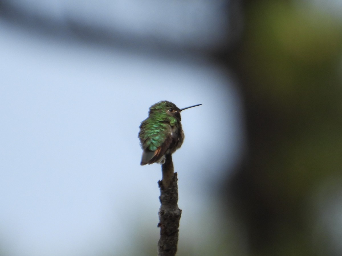 Broad-tailed Hummingbird - ML620229034