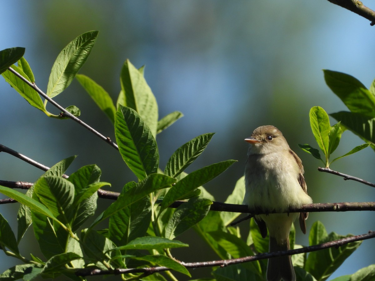 Willow Flycatcher - ML620229035