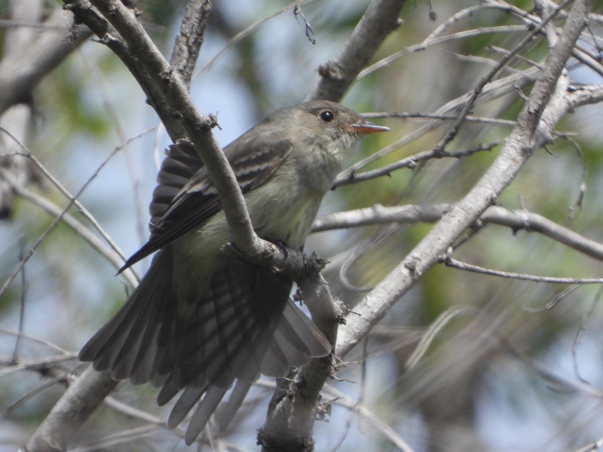 Eastern Wood-Pewee - ML620229038