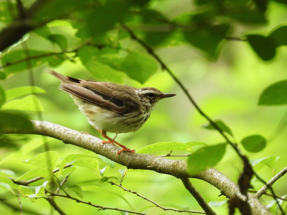 Louisiana Waterthrush - ML620229040