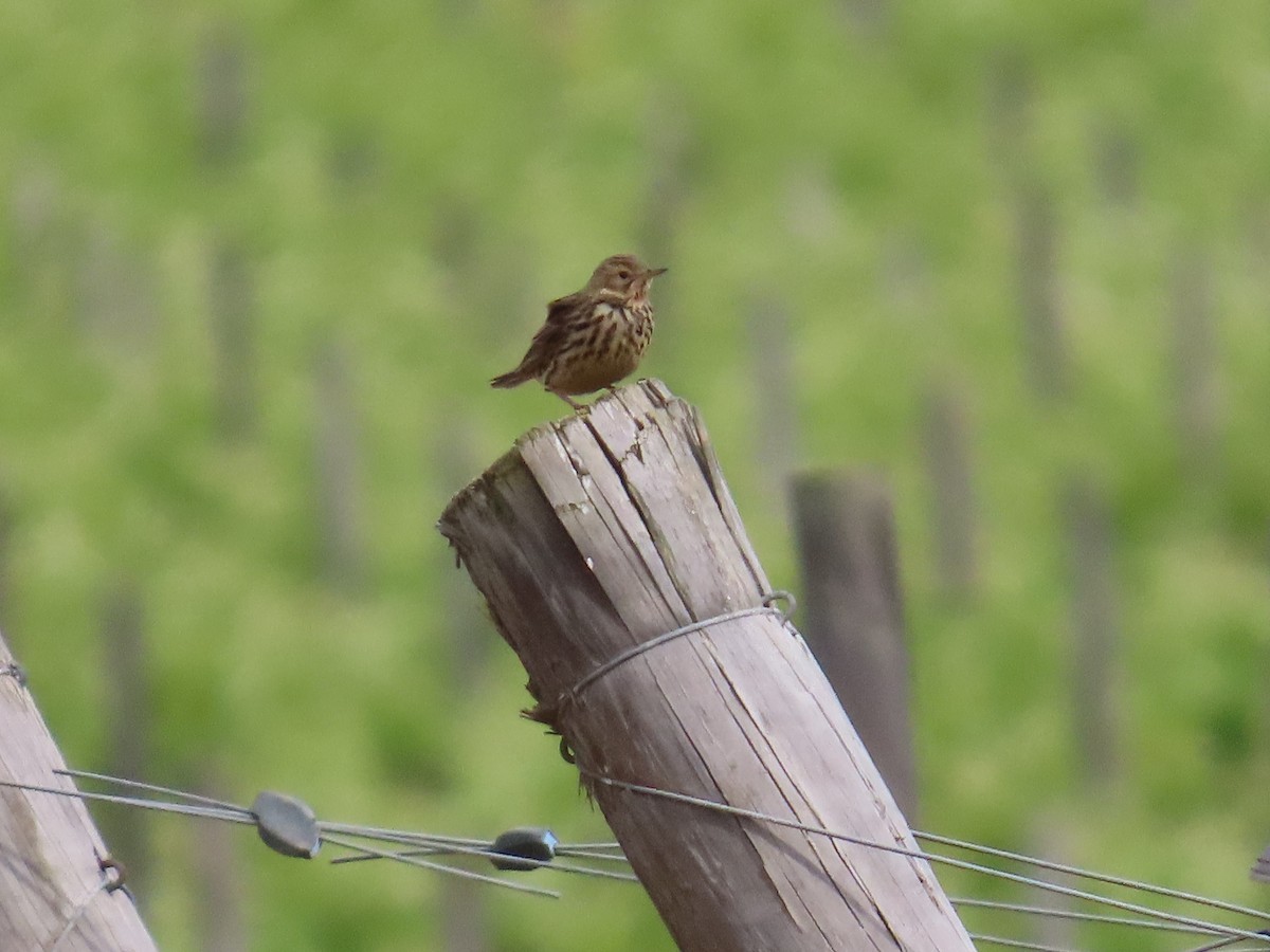 Red-throated Pipit - ML620229042